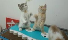 加菲猫 在线观看,欢乐宠物生活的温馨回顾